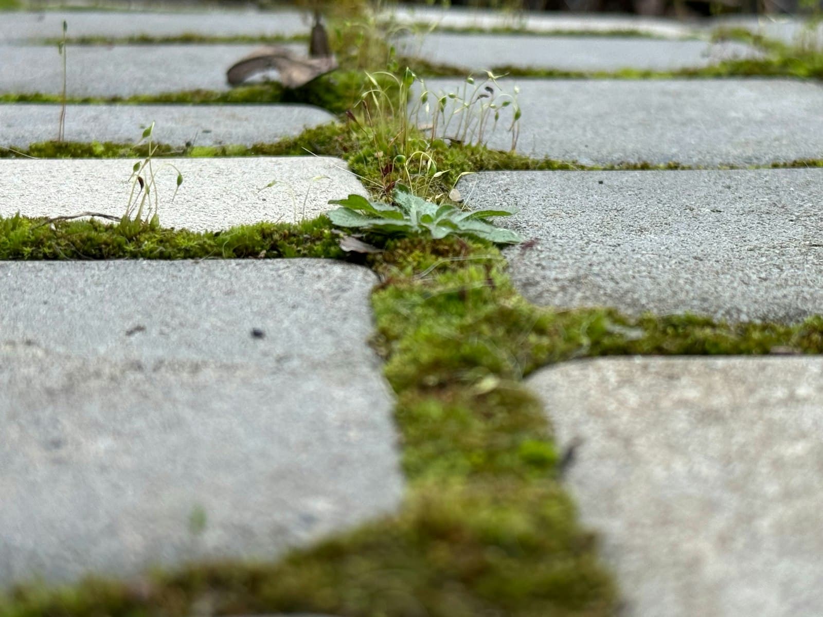 Sidewalk cracks with grass and moss growing through the joints.